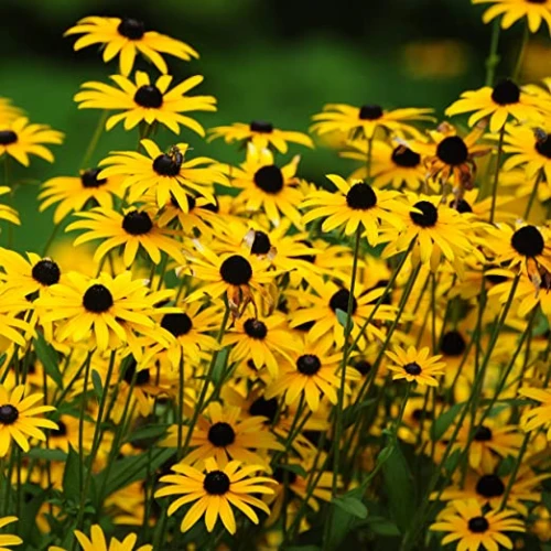 Rudbeckia Hirta Toto